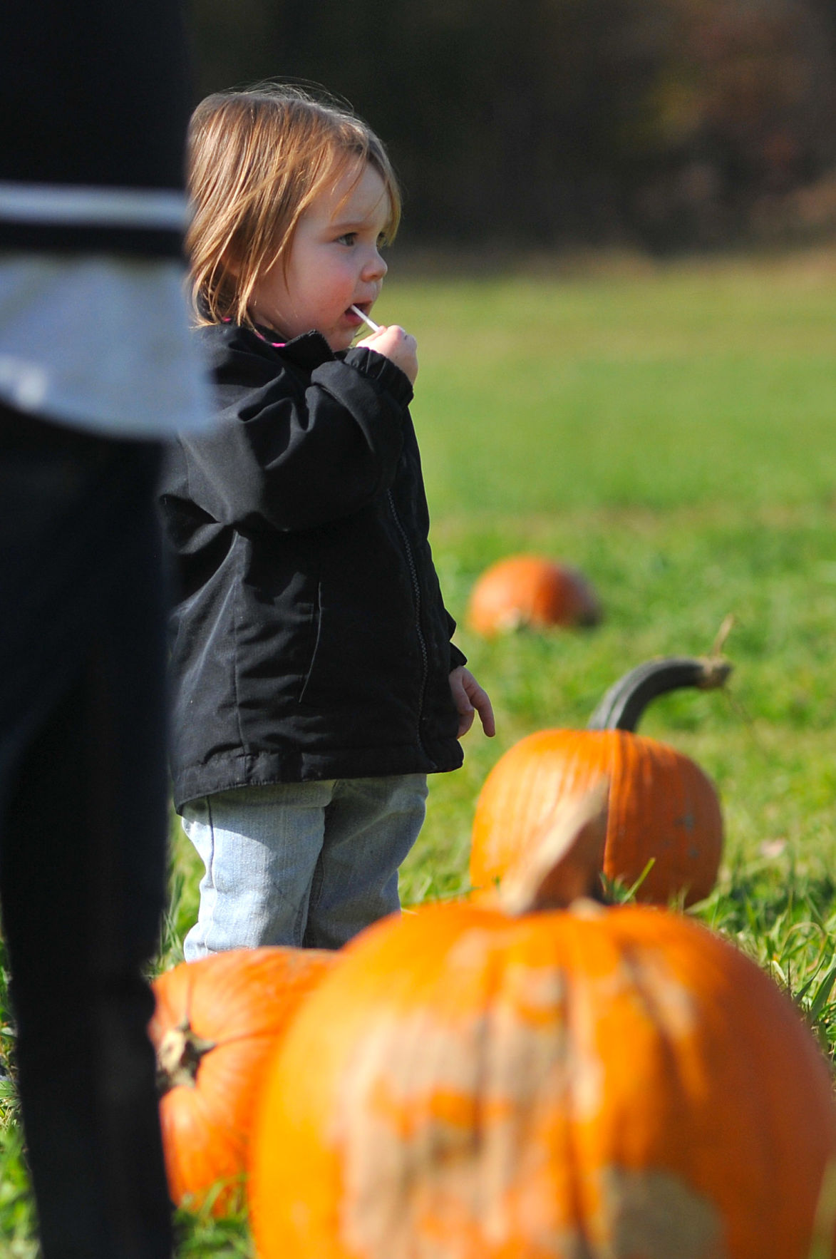 Mckenzie Diltz, 2, picks a pumpkin
